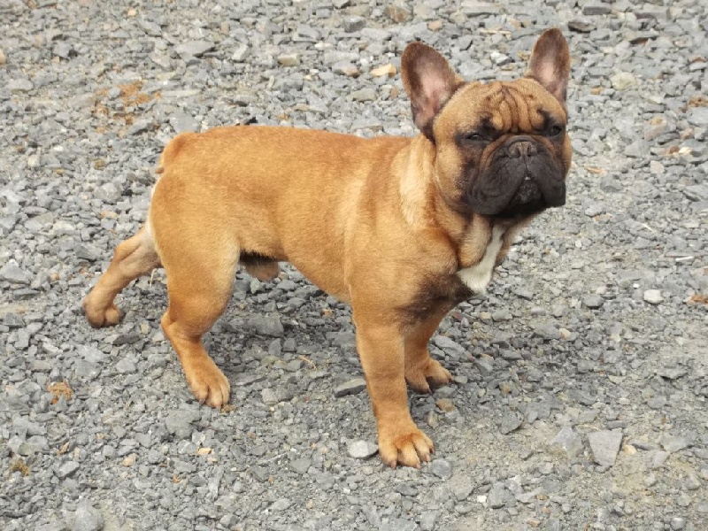 Gunther Frenchie's Elegance